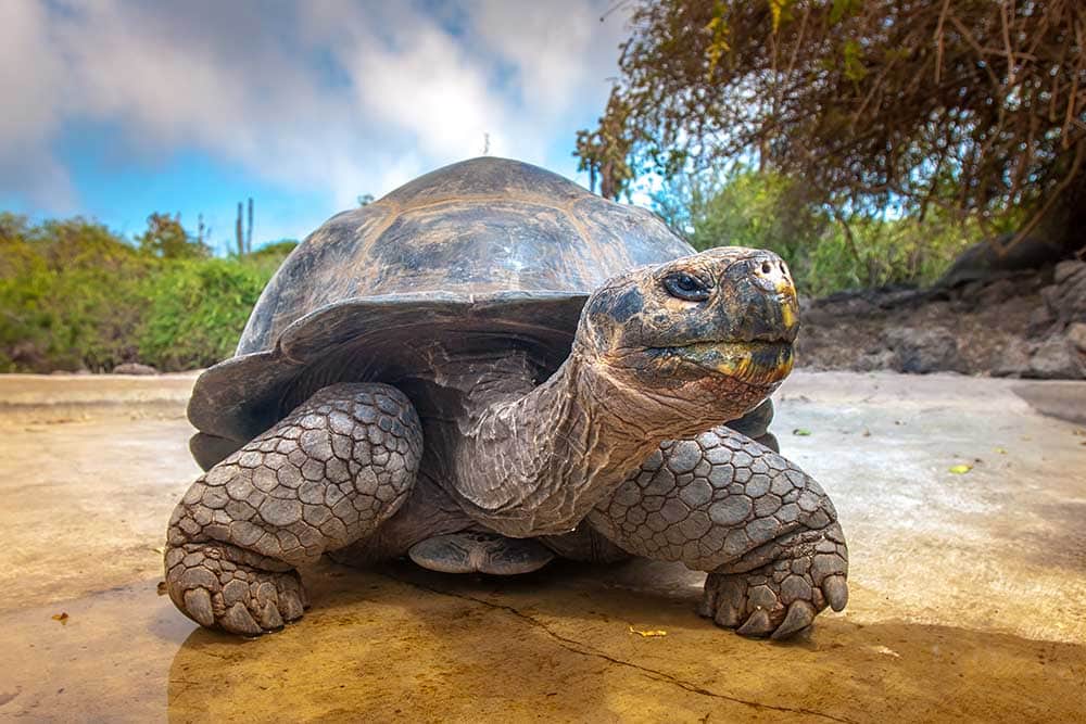 Schildkröte