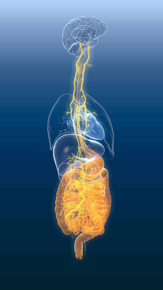 Wissenschaftler vermuten, dass Proteine vom Darm über den Vagusnerv ins Hirn gelangen.