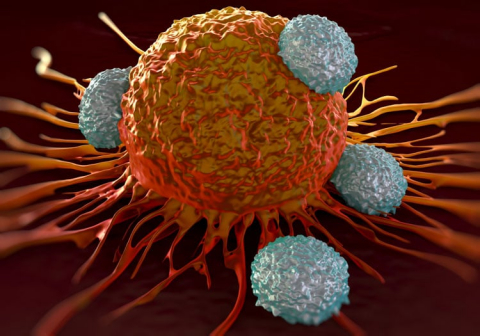 Antibiotika können Checkpoint-Inhibitoren wirkungslos machen