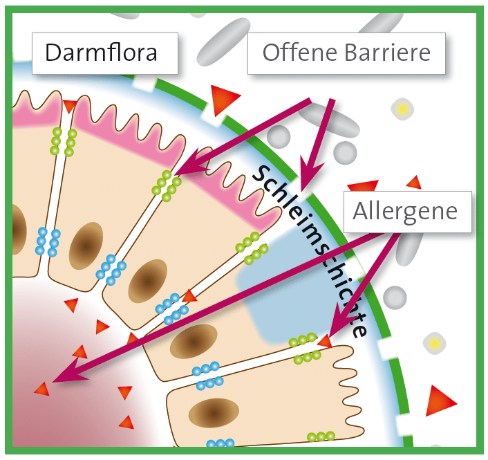 Allergien können entstehen, wenn unsere Schleimhäute im Körper (Nase, Lunge, Darm) geschädigt sind.