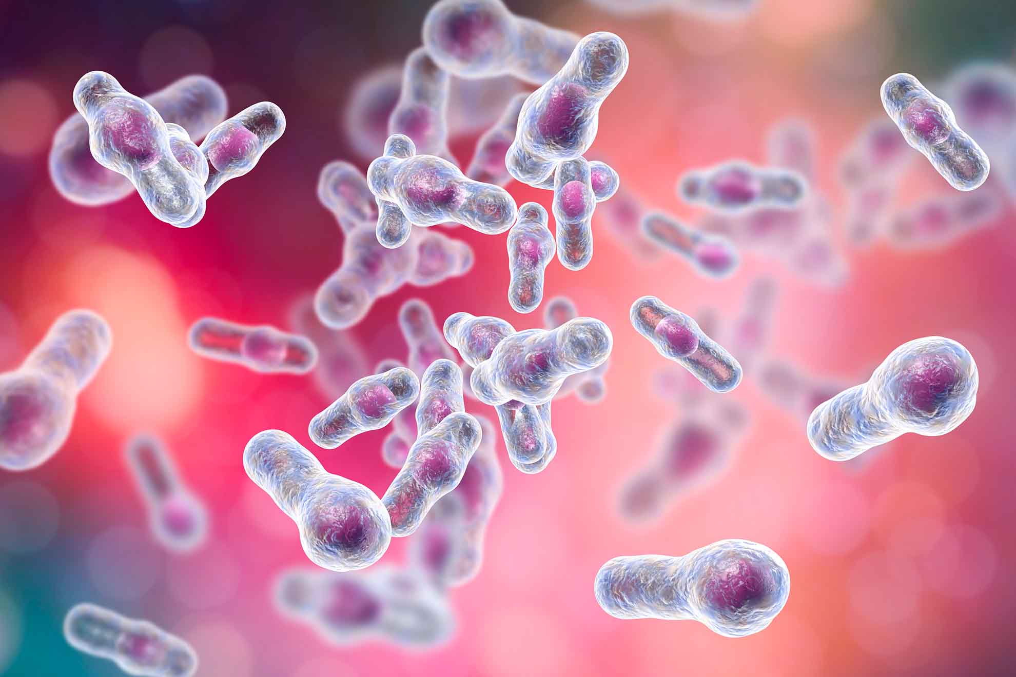 Besonders häufig nimmt der Keim „Clostridium difficile“ im Darm Überhand und führt zu Problemen: Bis zu 20 % der Antibiotika-assoziierten Durchfälle (AAD) werden durch dieses schädliche Bakterium ausgelöst – im Fachjargon spricht man dann von der Clostridium-difficile-assoziierten Diarrhö (CDAD).