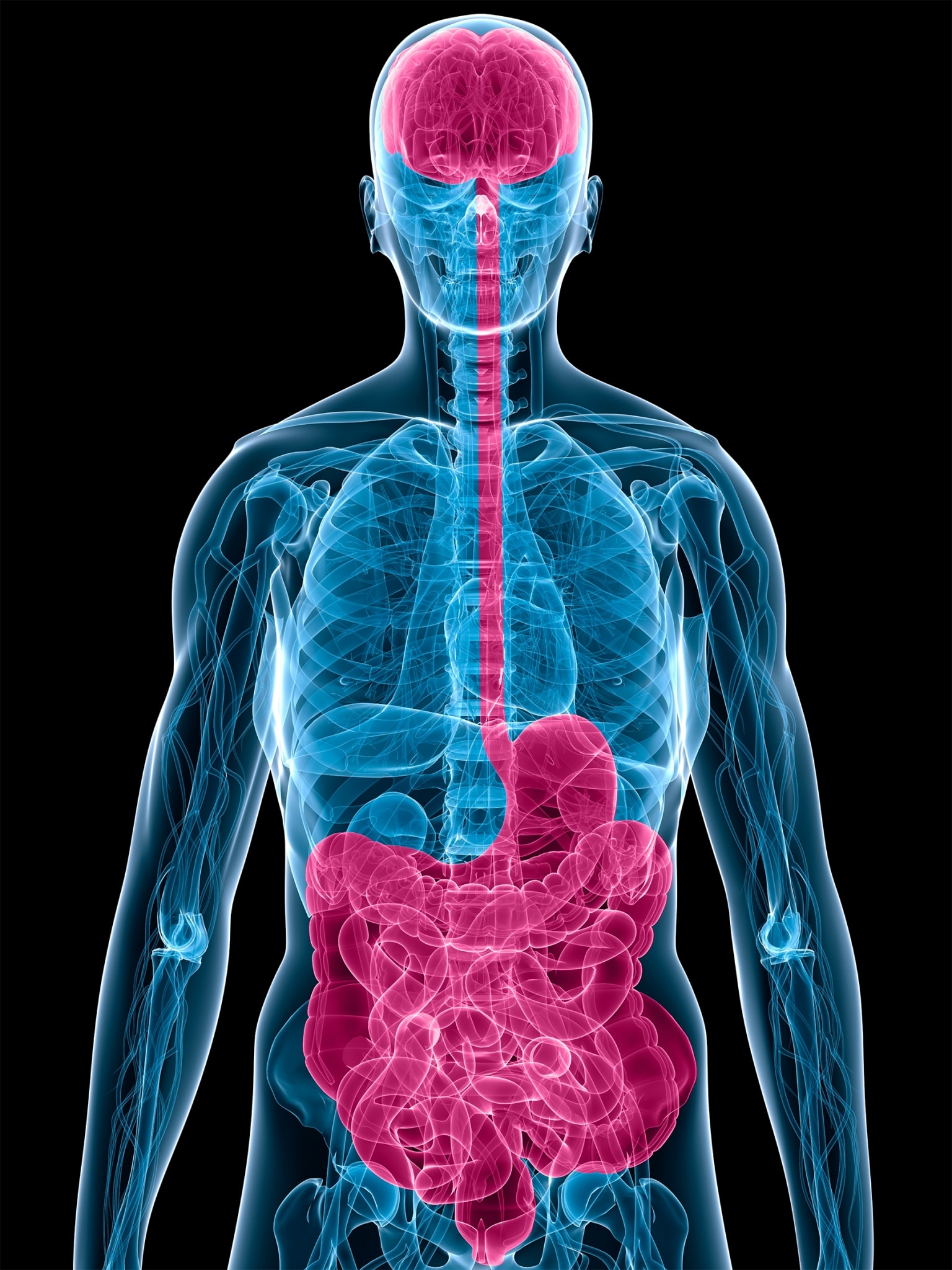 Unter der Bauch-Hirn-Achse, oder wissenschaftlich genauer Darm-Hirn- Achse, versteht man die enge Verbindung und den intensiven Informationsaustausch zwischen dem Darm und dem Gehirn, und zwar in beiden Richtungen.