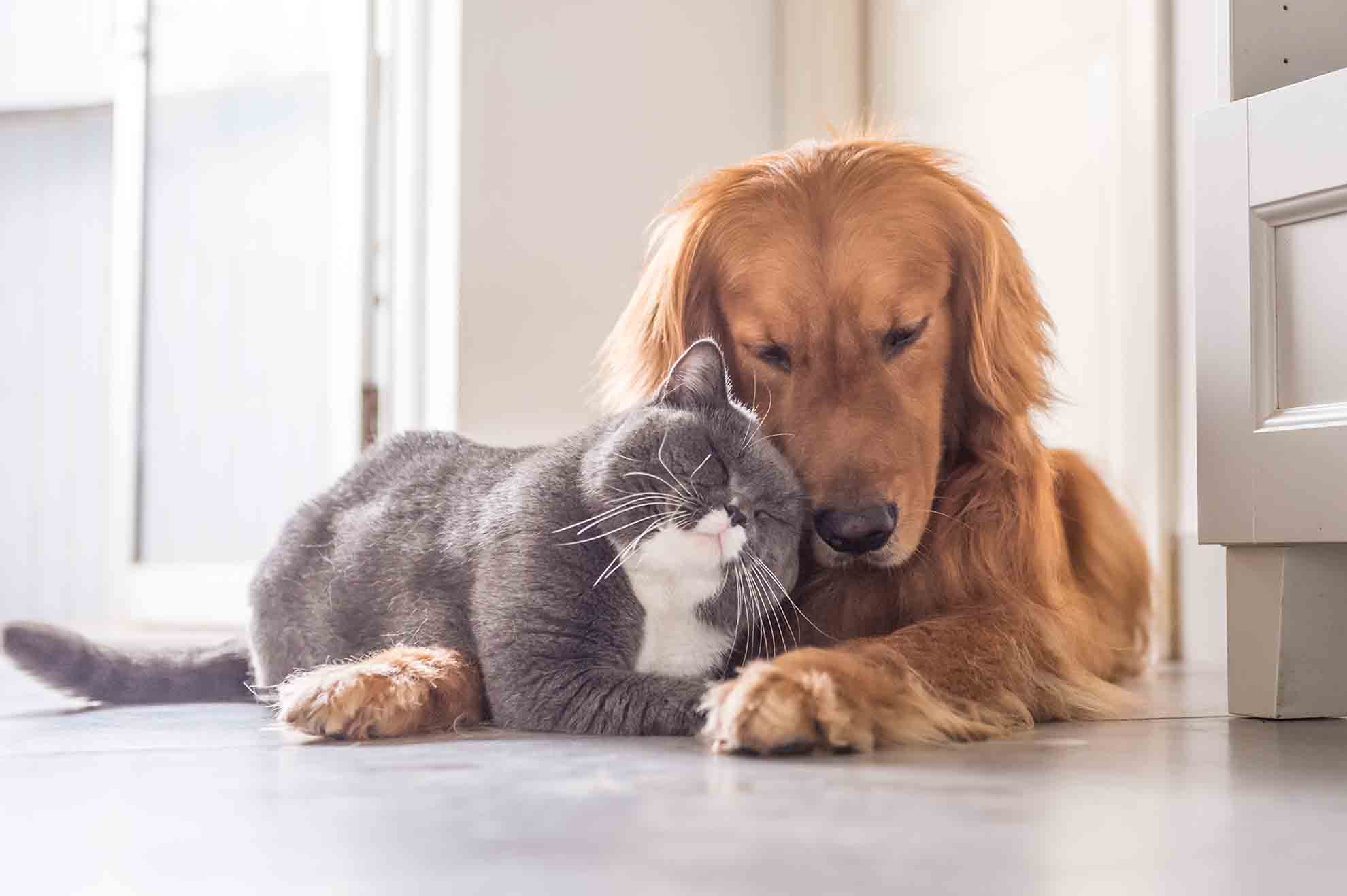 Aufgaben des tierischen Mikrobioms