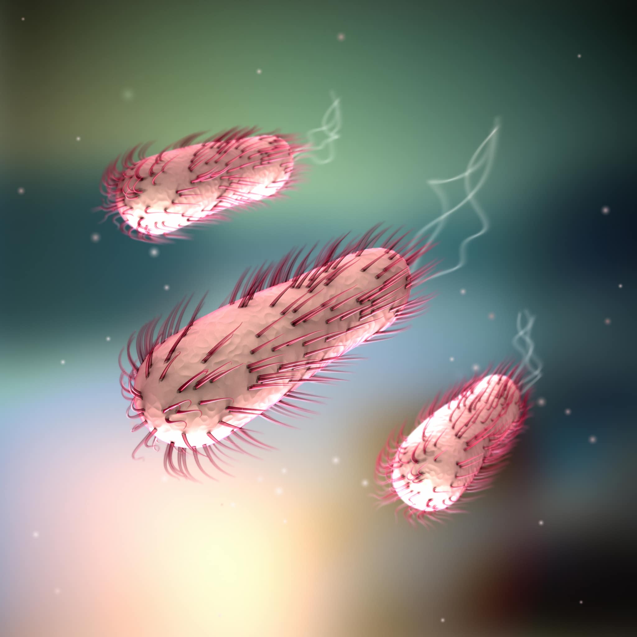 Escherichia coli ist ein Bakterium, welches Teil der gesunden Darmflora ist.