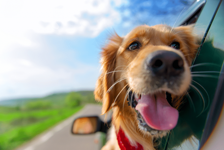 Reisen mit oder ohne Haustier?