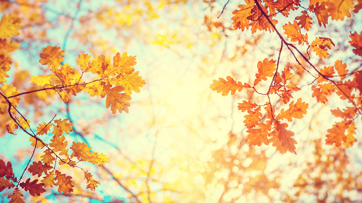 Herbstkur für Ihren Darm!