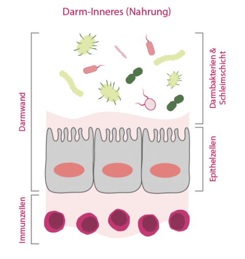 Darminneres