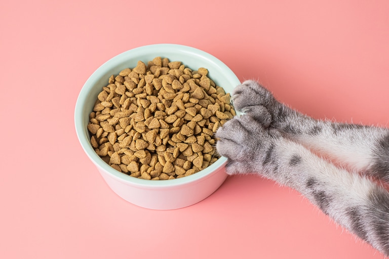 Der Katzen-Darm: Welchen Einfluss hat die Ernährung?