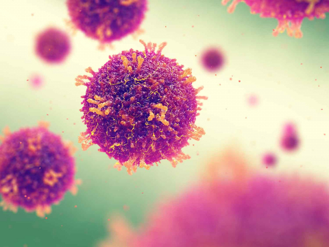 Das Immunsystem ist ein komplexes Zusammenspiel von Zellen und Proteinen, das den Körper vor schädlichen Mikroorganismen, etwa vor Bakterien, Viren und Pilzen, schützen soll.