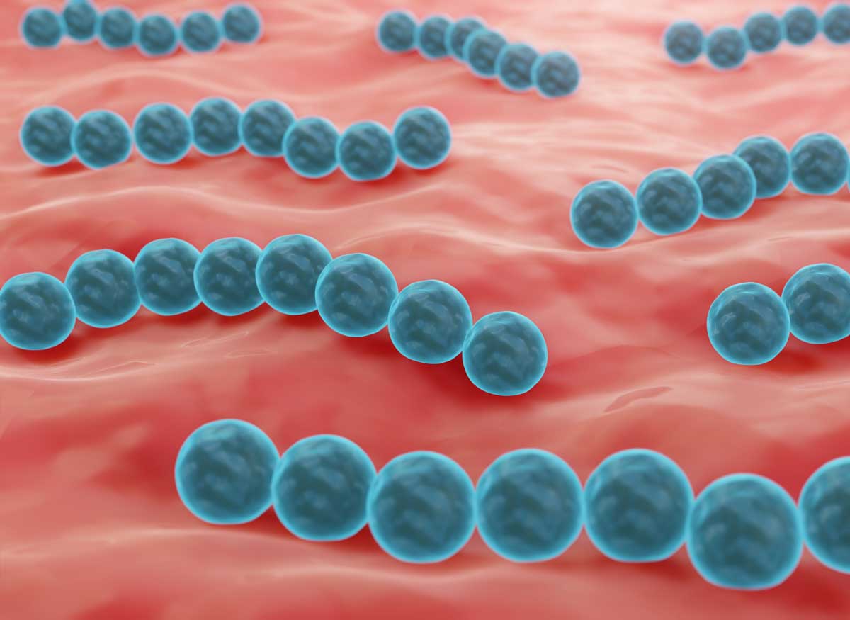 Mundmikrobiom probiotische Streptokokken