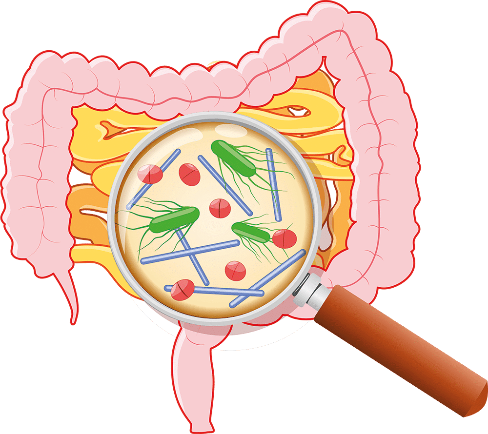 Darm mit Lupe