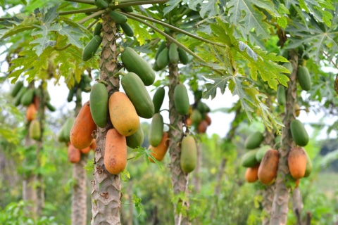 Papaya: Natürlicher Schwung für Magen und Darm