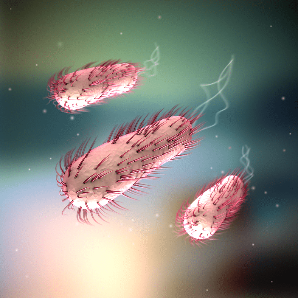 Pathogene Bakterien im Detail