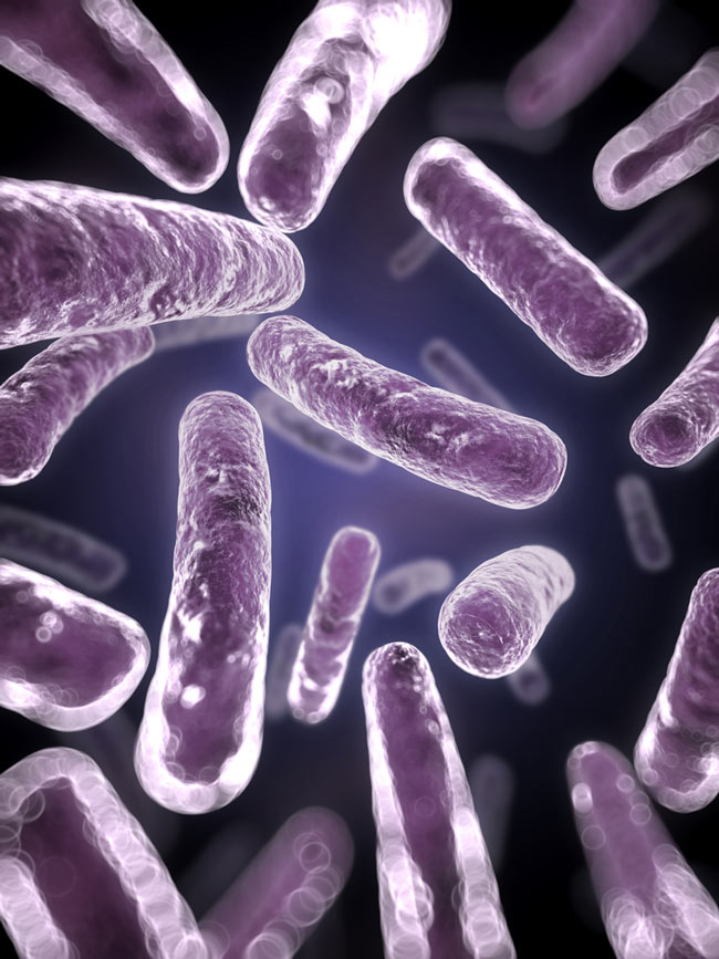 Forscher fanden heraus, wie Probiotika mit unserem Immunsystem interagieren.