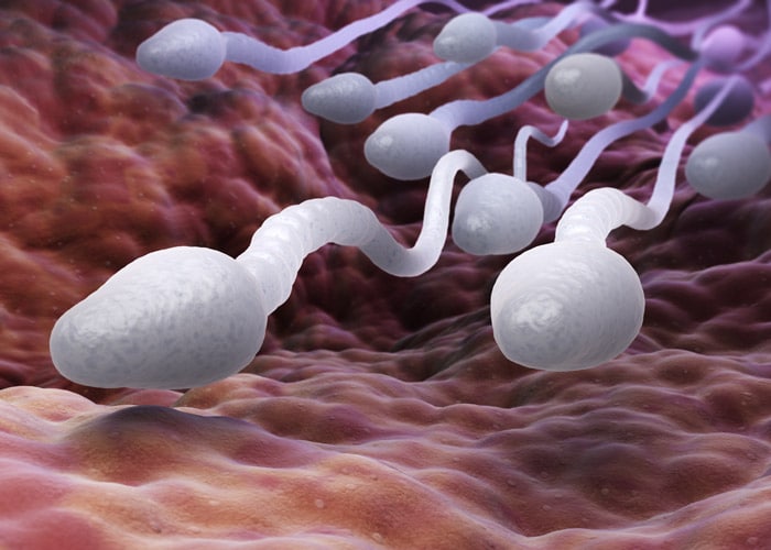 Studien untersuchen die Auswirkungen von Probiotika-Einnahme auf die Spermienqualität.