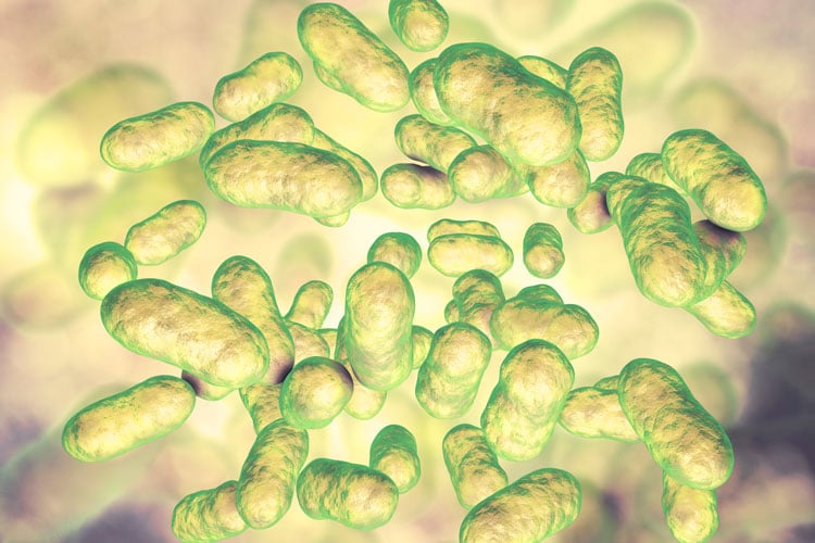 Die Bakterien des Darms bestimmen wesentlich das Geschehen im gesamten Organismus.